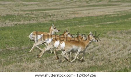 Five young antelope running together in rural eastern Colorado.