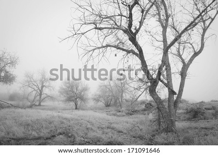 Trees in a meadow, in thick fog, creating an eerie scene. Black and White.