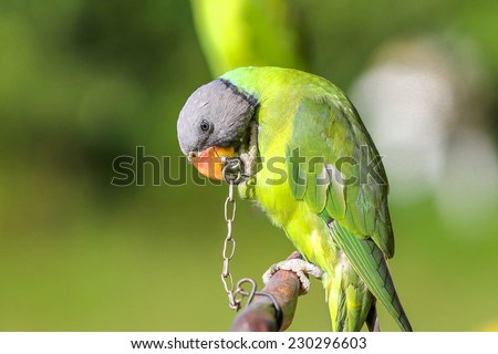 green parrot bound in chains,Longing for freedom
