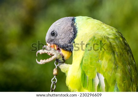 green parrot bound in chains,Longing for freedom