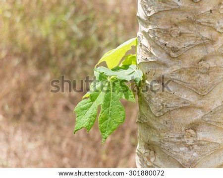 Green leafs on the tall tree