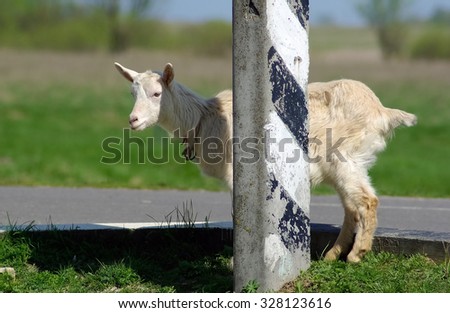 Hornless goat hides behind a pillar. Farm animal.