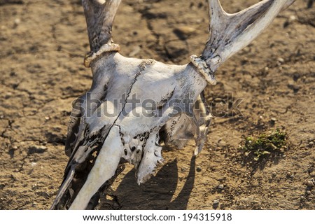Animal skull on parched earth/Drought Conditions/Deer skull laying on dry earth.