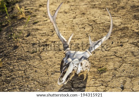 Animal skull on parched earth/Drought Conditions/Deer skull laying on dry earth.