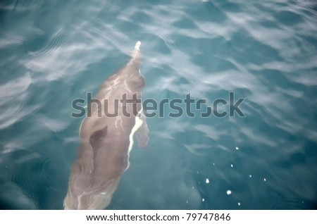 Dolphins swimming at sea/Happy Dolphins/Common Dolphin at sea