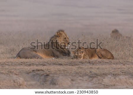 Lion and lioness before mating, Ngorongoro, Tanzania