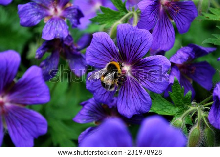 Bumble Bee, Bombus, seeking pollen from some purple flowers