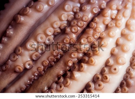 Close-up on raw octopus tentacles