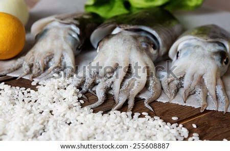 Closeup on fresh cuttlefish with rice. Shallow field of depth, focus on connection point between tentacles and rice