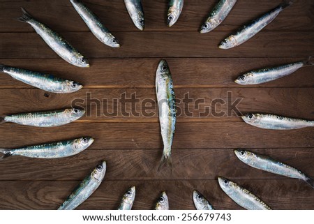 Circle from sardines and one fish in the middle. Light vignetting