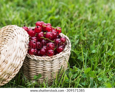 Ripe red currant in wicker box on grass