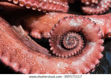 Boiled tentacles of octopus with beautiful swirl of one tentacle