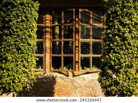 Beautiful windows hidden behind trees. under the morning sunlight / Beautiful windows hidden behind trees / Beautiful windows hidden behind trees  (tree, window, vintage )