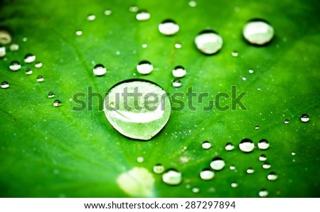 Close up of raindrops on a lotus leaf. macro view / Raindrops on a lotus leaf. selective focus / Raindrops on a lotus leaf. selective focus (green , lotus, raindrops)