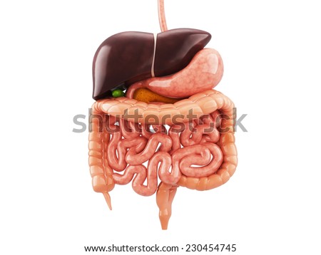 Human anatomy digestive system cutaway including mouth The other organs Human anatomy digestive system cutaway including mouth The other organs