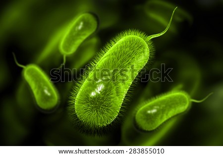 helicobacter pylori bacterium