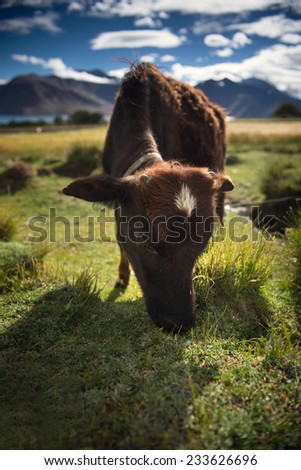 little cow on grassland,Pangong lake, Ladakh