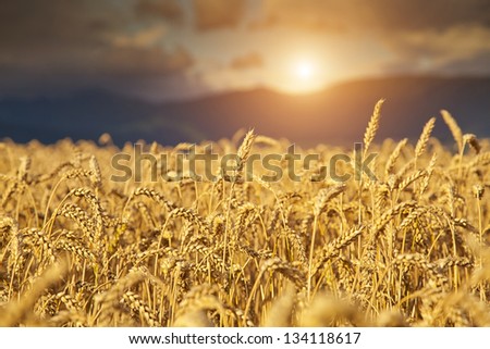 Rye Field at Sunset