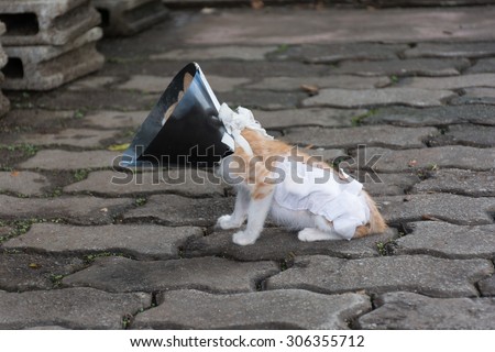 image of kitty with veterinary cone on its head
