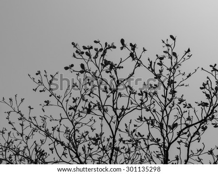 black and white leaf of tree