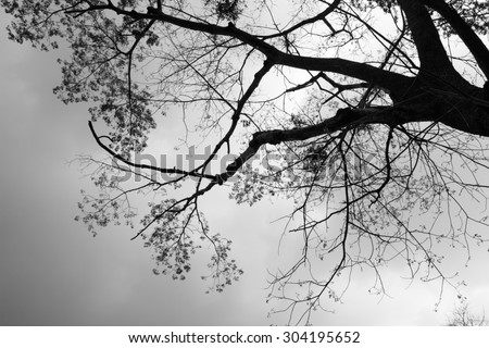 black and white leaf of tree