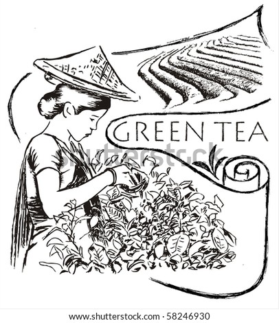 Green tea illustration with woman collecting tea - vector illustration