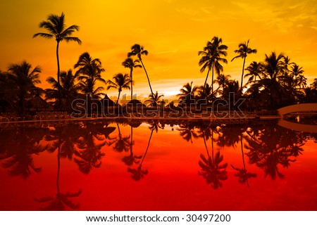 Many black palm on a night beach orange night near pool