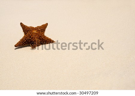 Red Sea star on the white sand beach