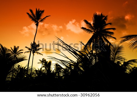 black palm on a night beach orange night
