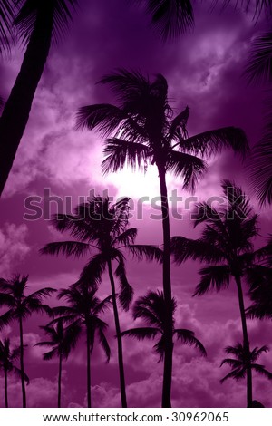 black palm on a night beach purple night