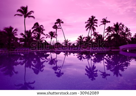 Many black palm on a night beach purple night near pool