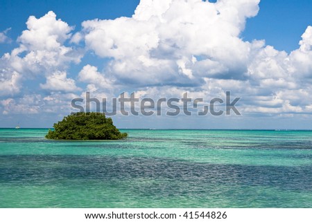 Ocean of green leaves in blue ocean and sky