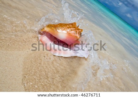 Shell on a white sand beach near blue see in summer