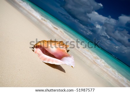 Shell on a white sand beach near blue see in summer