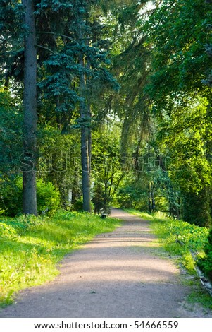 Road in a green summer forest Russia