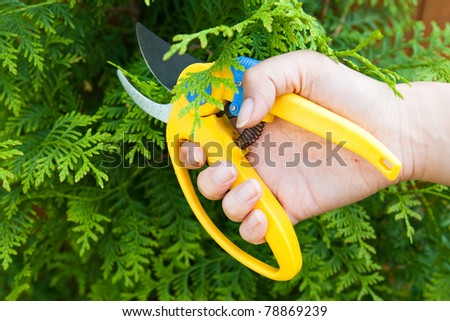 Man hold in hand plastic garden clipper to cut bush in summer
