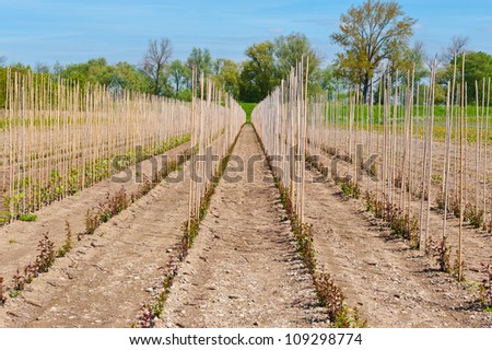 Bamboo Sticks Supporting Young Plants in the Netherlands