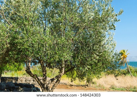 Olive Grove on the Shore of the Sea of Galilee