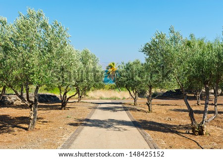 Olive Grove on the Shore of the Sea of Galilee
