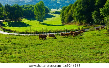 Cow and Bull Grazing on Alpine Meadows in France