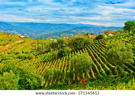 Vineyards on the Hills of Portugal in the Fall