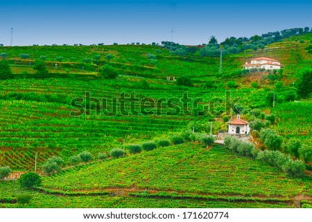 Vineyards and the Church  on the Hills of Portugal