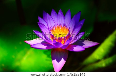 Blue Water Lily in the Pond