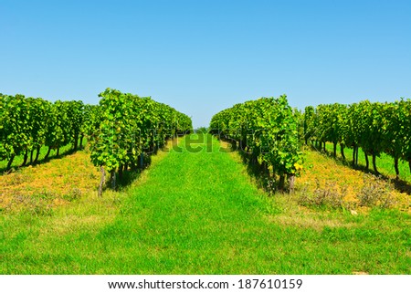 Ripe  Grapes in the Autumn in Bordeaux, France