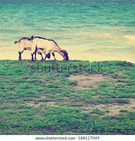 Herds of Goats Grazing on the Seashore of the Island of Rhodes, Instagram Effect