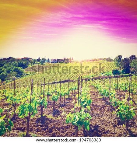 Hill of Tuscany with Vineyard in the Chianti Region, Sunset, Retro Effect