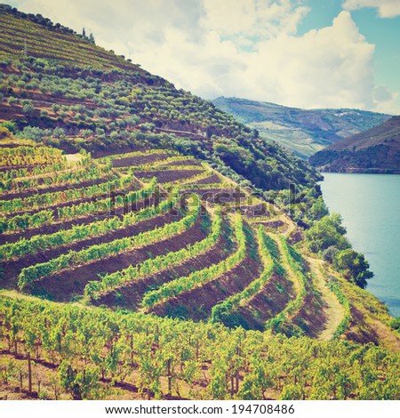 Vineyards in the Valley of the River Douro, Portugal, Retro Effect