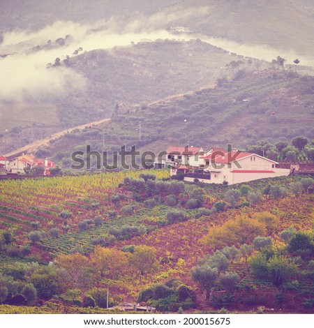 Extensive Vineyards on the Hills of Portugal, Instagram Effect