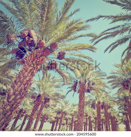 Plantation of Date Palms in the Jordan Valley, Israel, Instagram Effect