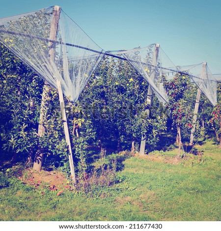 Apple on the Tree Ready for Harvests inside the Greenhouse in France, Instagram Effect